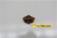 藏品(豆形拳蟹)的圖片